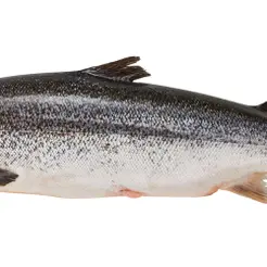 Ca-hoi-tuoi-uc-size-5-6.png