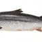 Ca-hoi-tuoi-uc-size-5-6.png