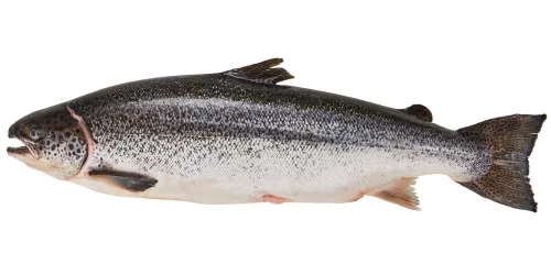 Ca-hoi-tuoi-uc-size-5-6.png